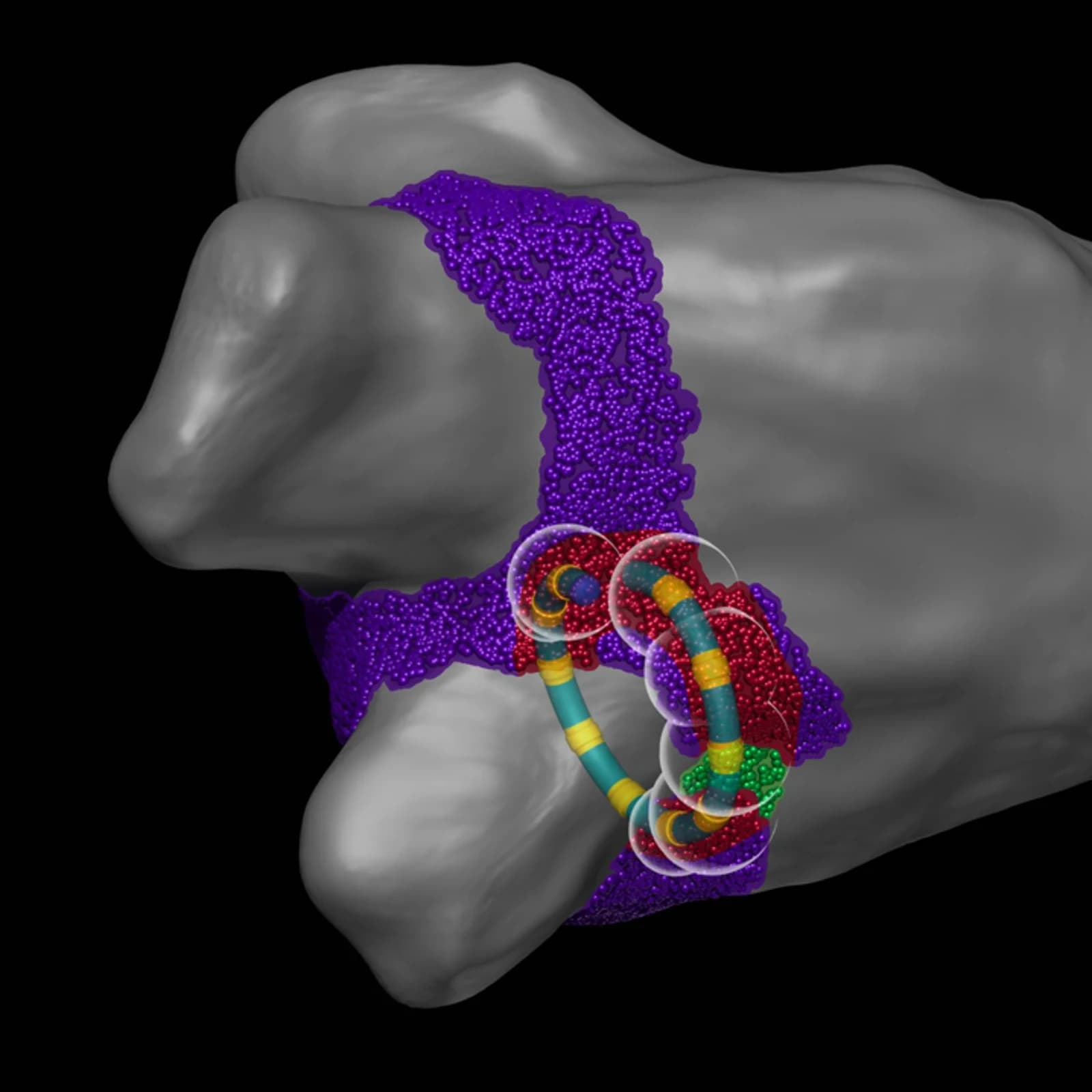 A simulation of the VARIPULSE variable-loop catheter positioned at a pulmonary vein inside the left atrium. The loop's electrodes are surrounded by translucent spheres representing the pulsed electric field, and the surrounding tissue is coloured to show the region the field reaches.